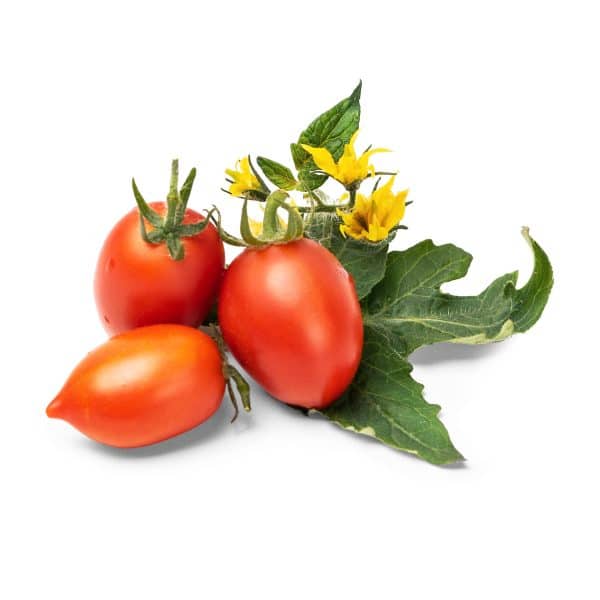 rød mini tomat