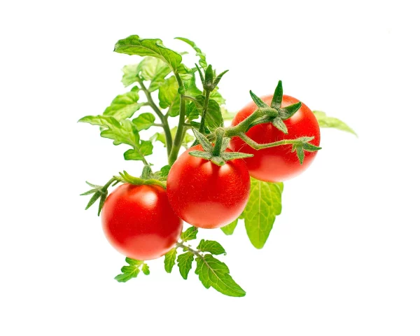 rød mini tomat 3pack