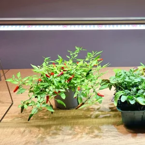 Plantelys til indendørs dyrkning